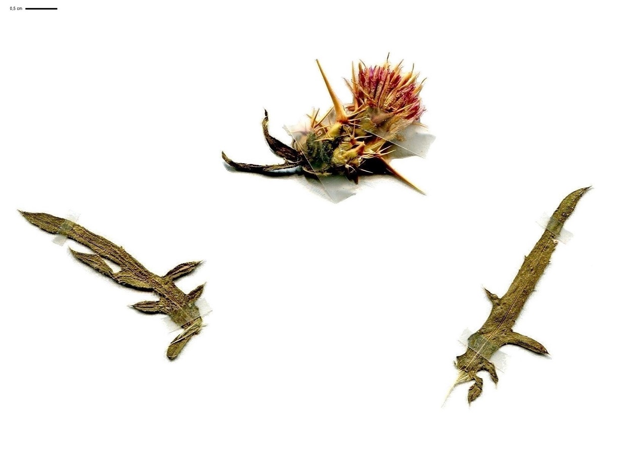 Centaurea calcitrapa (Asteraceae)